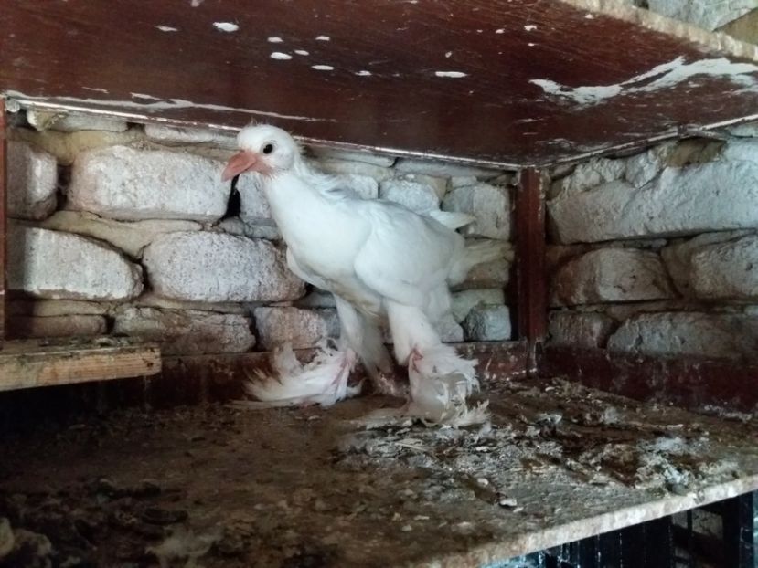  - Pui Gusat Pomerania 2017