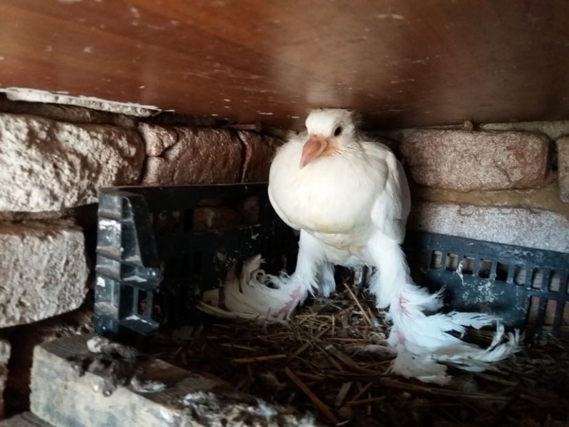  - Pui Gusat Pomerania 2017