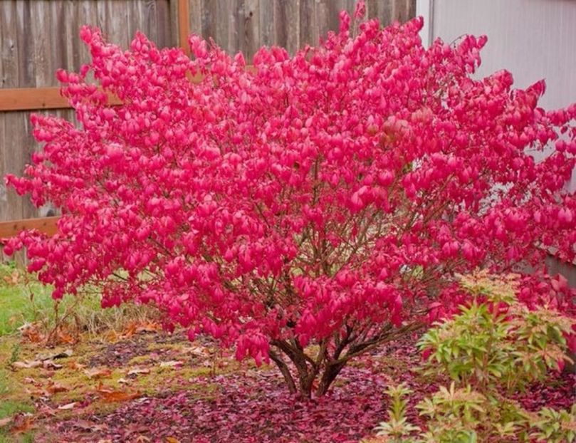 Euonymus alatus - 00 Achizitii primavara 2017