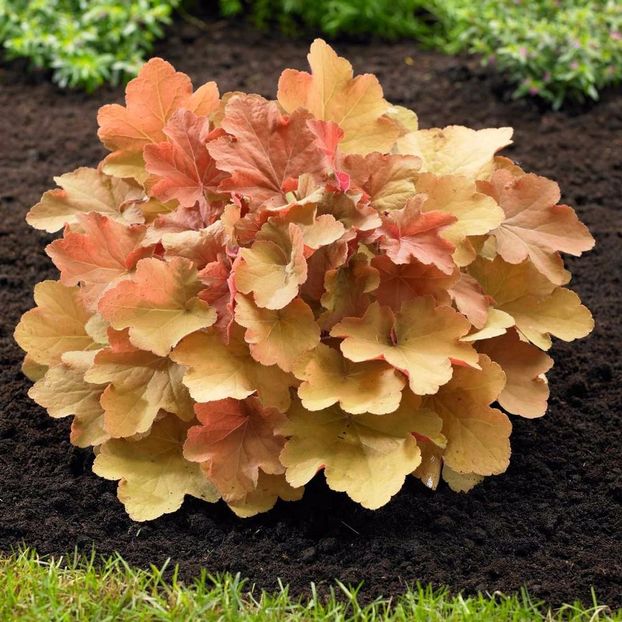 heuchera caramel - 00 Achizitii primavara 2017