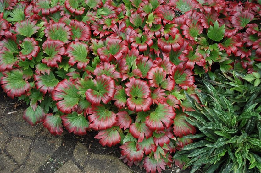 mukdenia rossii karasuba - 00 Achizitii primavara 2017