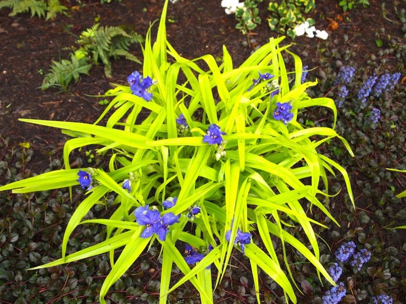 tradescantia sweet kate - 00 Achizitii primavara 2017