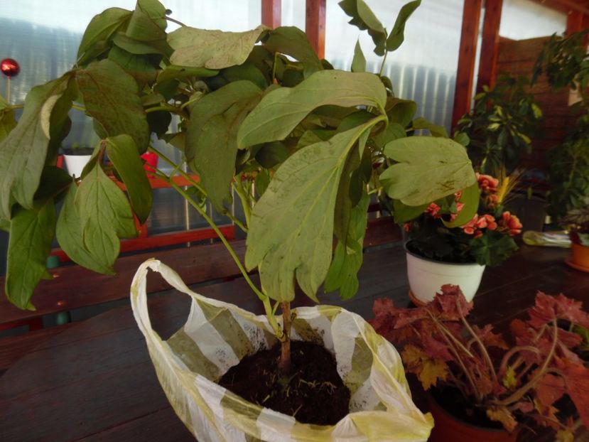 bujor arbustiv - 00 Achizitii primavara 2017