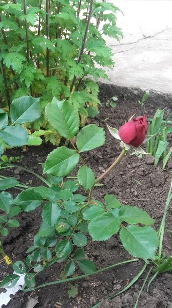  - 2017 gradina