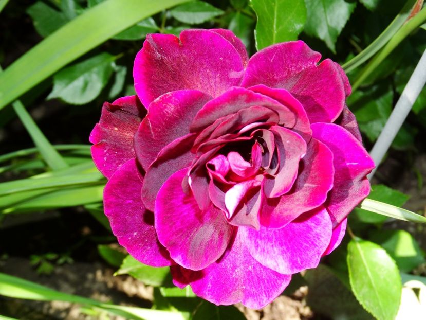  - Burgundy Iceberg