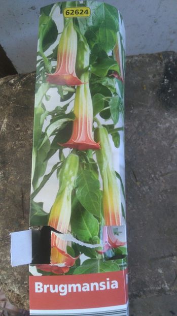 Brugmansie Lidl - Noutati 2017