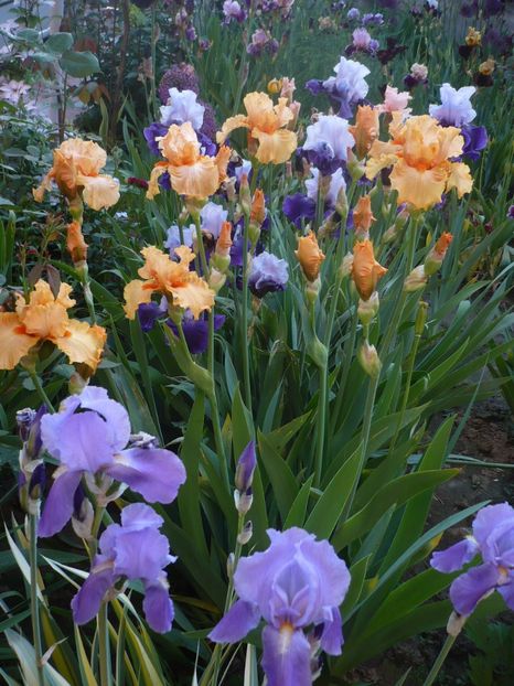 P1320161 - GRADINA 2017-1