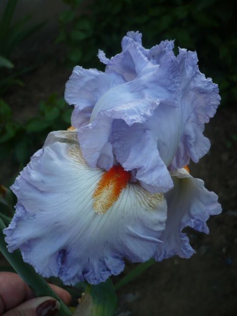 P1320193 - GRADINA 2017-1