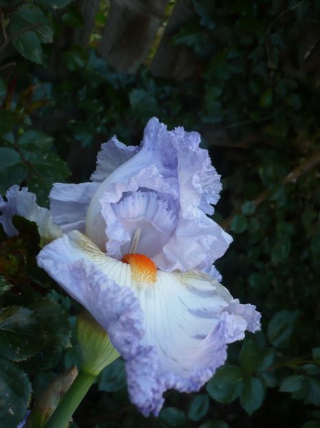 P1320194 - GRADINA 2017-1