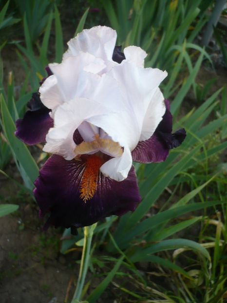 P1320205 - GRADINA 2017-1