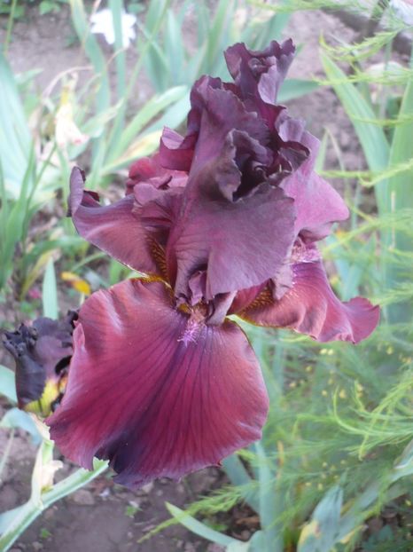 P1320221 - GRADINA 2017-1