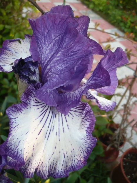 P1320232 - GRADINA 2017-1