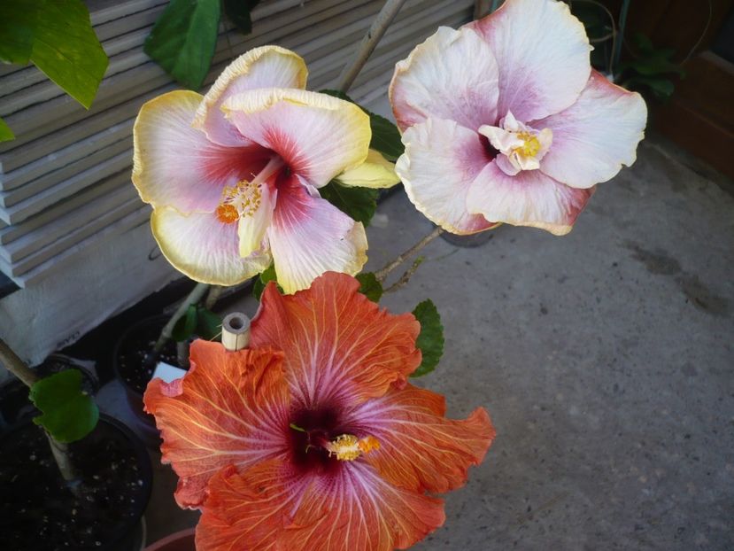 P1320264 - HIBISCUSI 2017-1