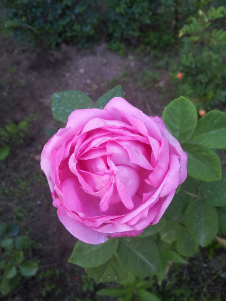  - Comtesse Cecile de Chabrillant