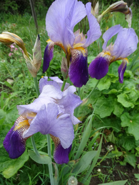 18.05 - d- irisi 2017