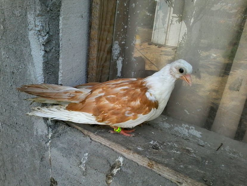 din florii moriscari - z1-pui 2015 2016 2017 2018