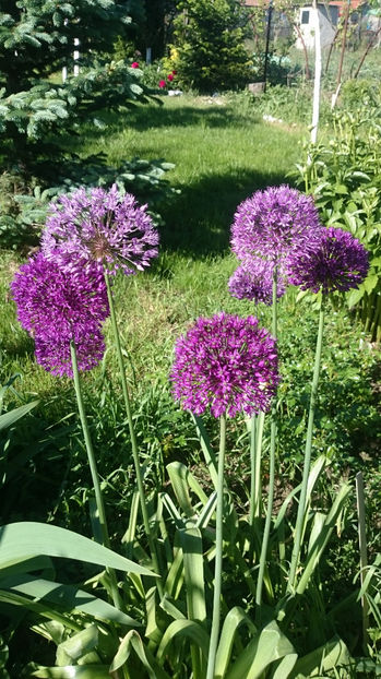  - Gradina primavara 2017