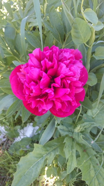  - Gradina primavara 2017