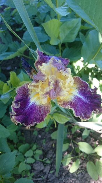 High Master - Gradina primavara 2017