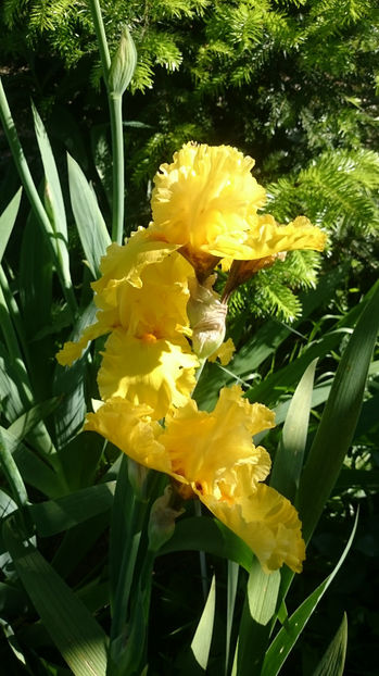 Pure as Gold - Gradina primavara 2017