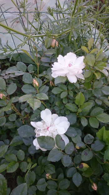  - Gradina primavara 2017