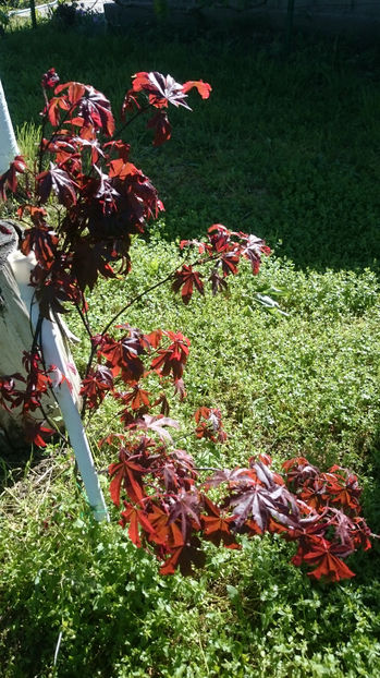  - Gradina primavara 2017