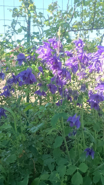  - Gradina primavara 2017