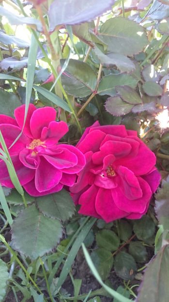  - Gradina primavara 2017