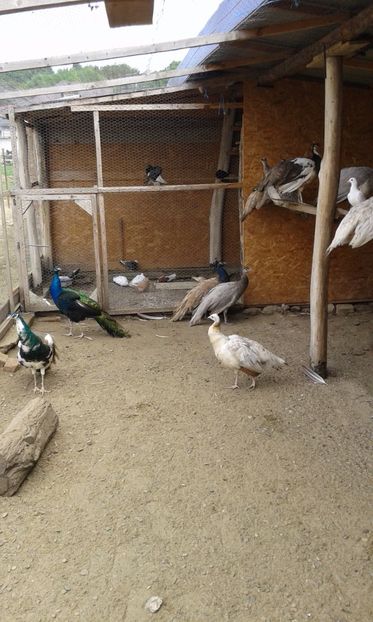  - P---PAUNI 2016-2018