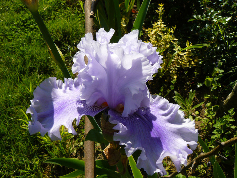 Ascend of Angels - 2017 Mai_Idilic Garden