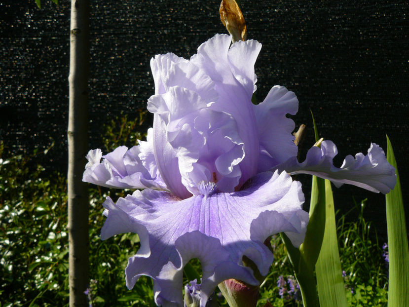 Ascend of Angels - 2017 Mai_Idilic Garden