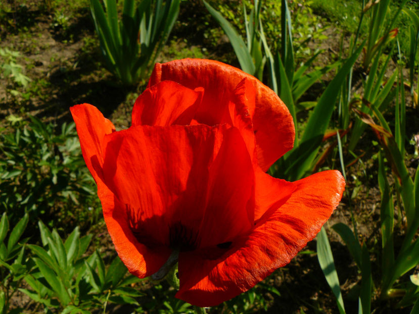 Primul meu mac ! - 2017 Mai_Idilic Garden