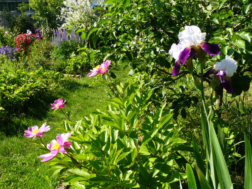 Bujor necunoscut si River Hawk iris - 2017 Mai_Idilic Garden