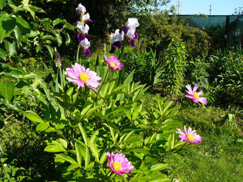 P1280341 - 2017 Mai_Idilic Garden