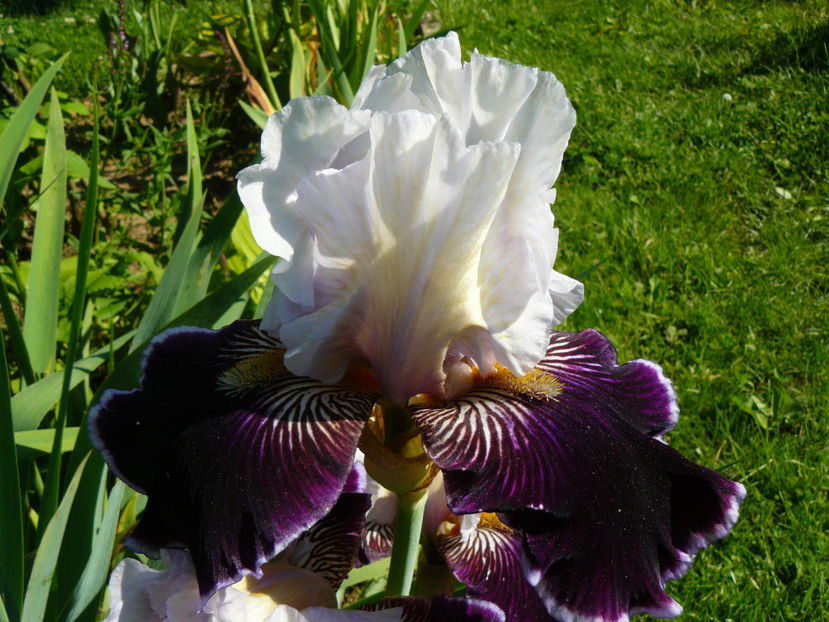 Wild Vision - 2017 Mai_Idilic Garden