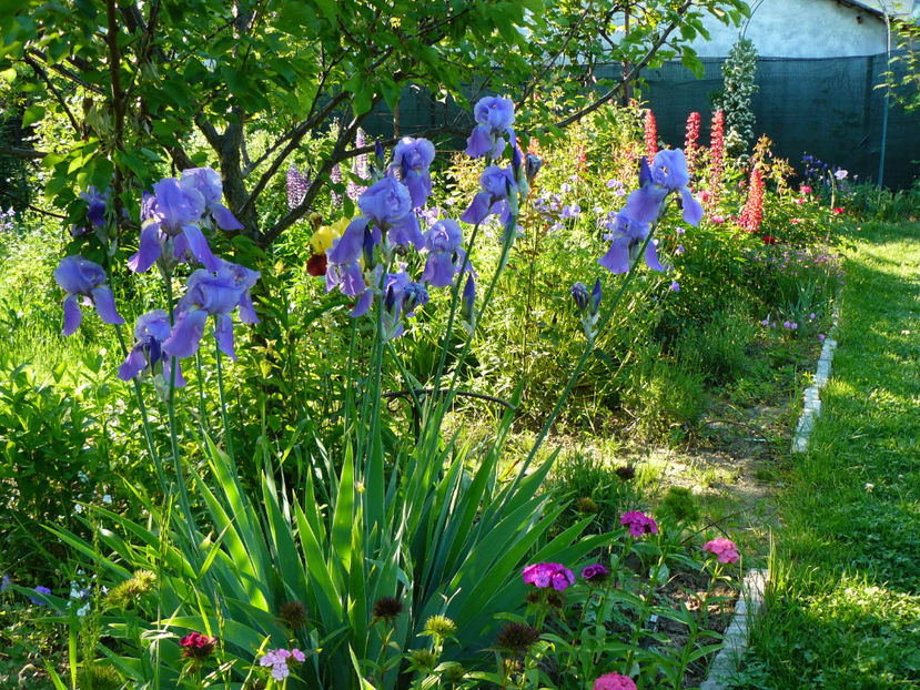Irisi Germanicus Florentin - 2017 Mai_Idilic Garden