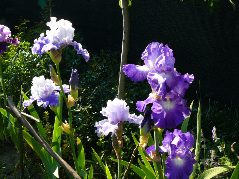 Sierra Grande, Ascend of Angels, City of light - 2017 Mai_Idilic Garden