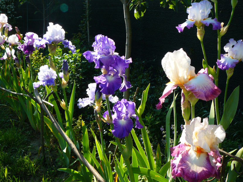 Sierra Grande, Ascend of Angels, City Light, Bold Fashion - 2017 Mai_Idilic Garden