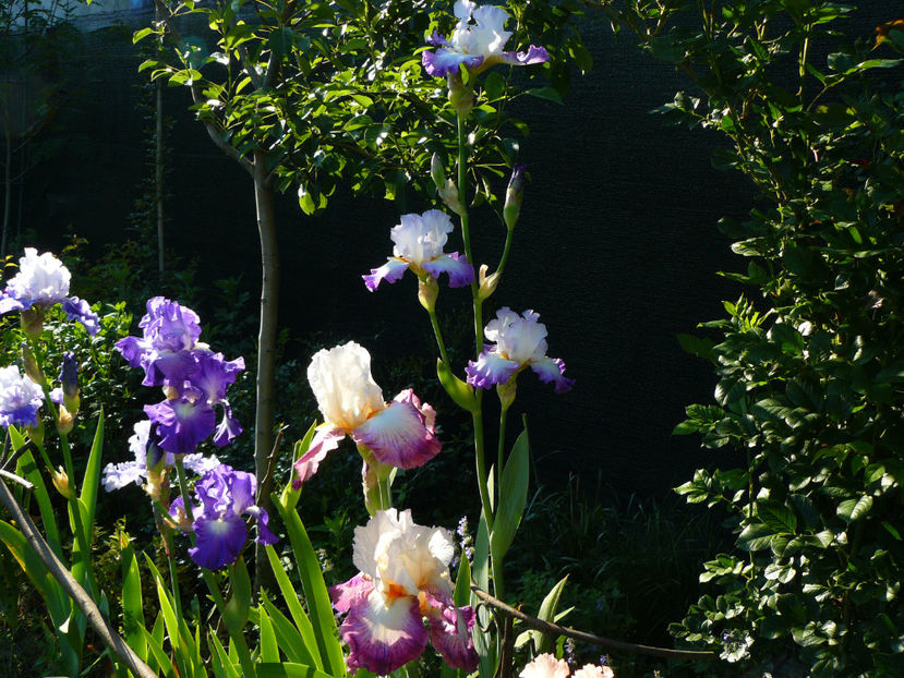 Inaltimea sa Conjuration in spate... - 2017 Mai_Idilic Garden