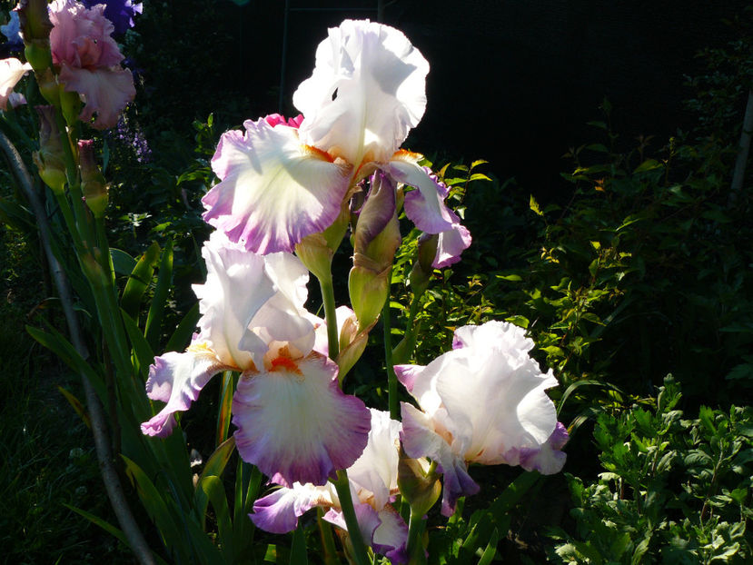 Ravissant - 2017 Mai_Idilic Garden