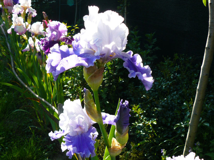 Sierra Grande - 2017 Mai_Idilic Garden