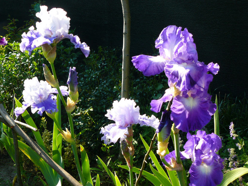 Sierra Grande, Ascend of Angels, City of light - 2017 Mai_Idilic Garden