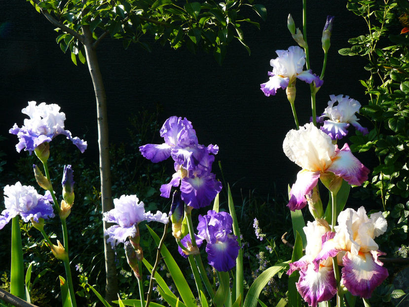 Sierra Grande, Ascend of Angels, City of light, Bold Fashion - 2017 Mai_Idilic Garden