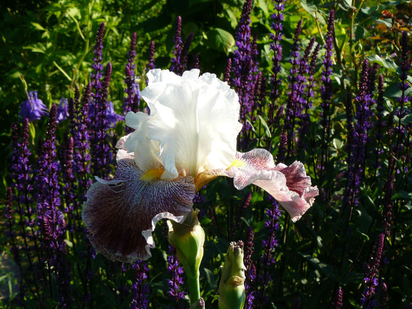 Tundering Ovation - 2017 Mai_Idilic Garden