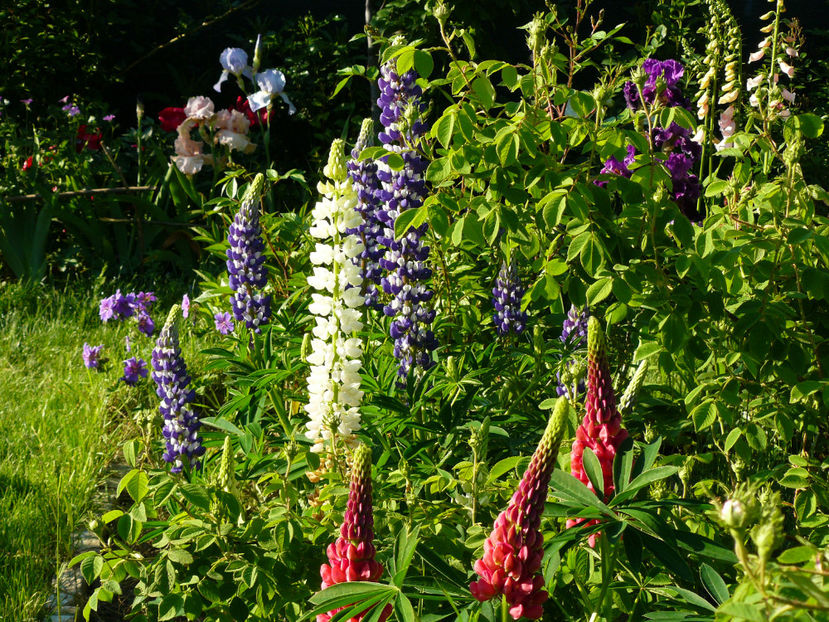 Lupini Tibi - 2017 Mai_Idilic Garden