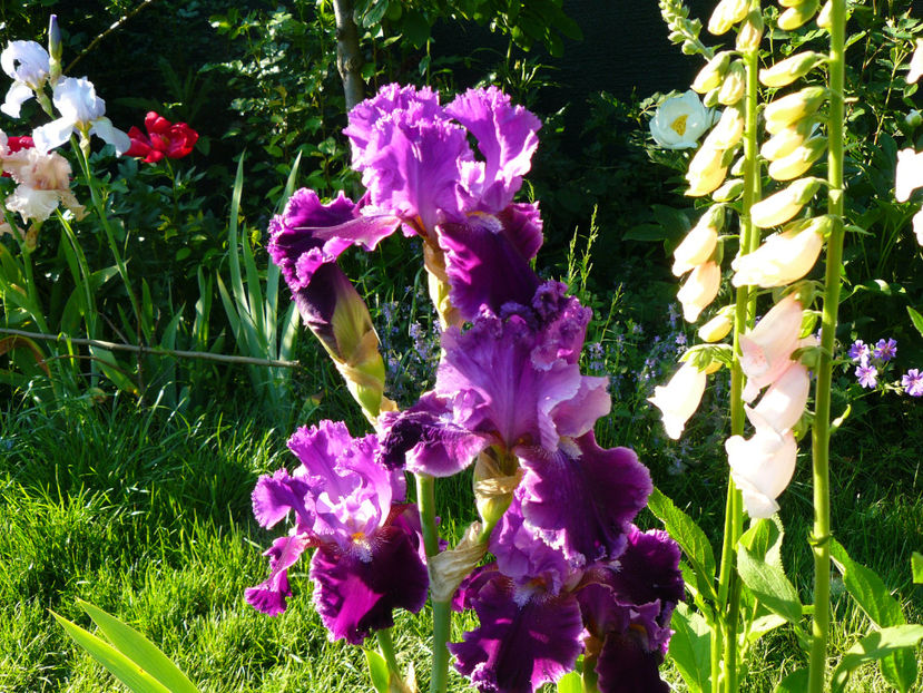 Tintinabulation - 2017 Mai_Idilic Garden