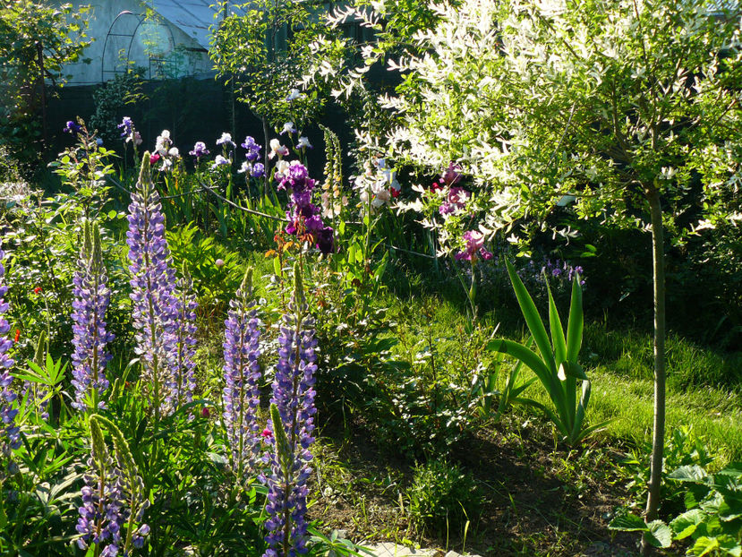 View 18Mai - 2017 Mai_Idilic Garden