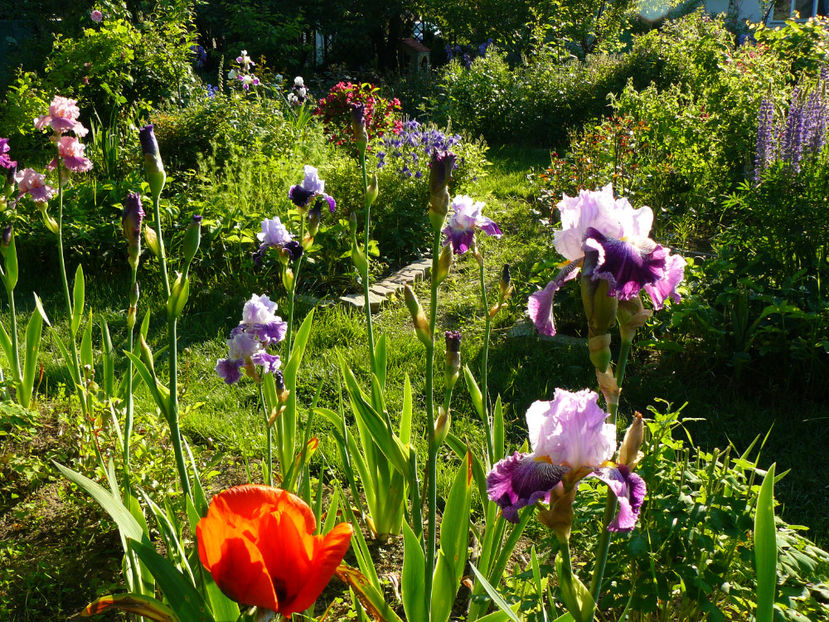 P1280382 - 2017 Mai_Idilic Garden
