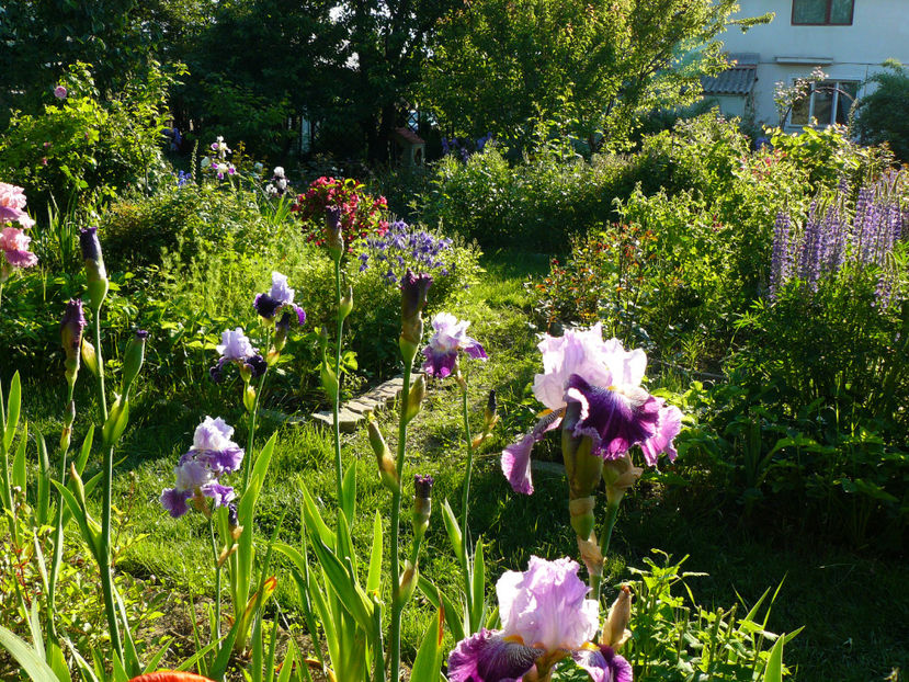 P1280383 - 2017 Mai_Idilic Garden