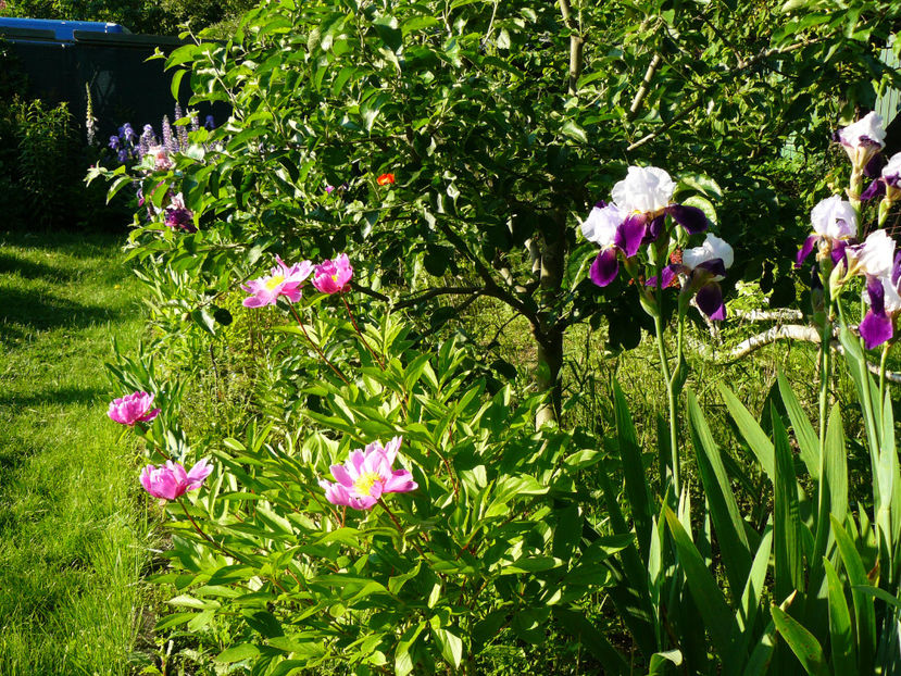 P1280386 - 2017 Mai_Idilic Garden